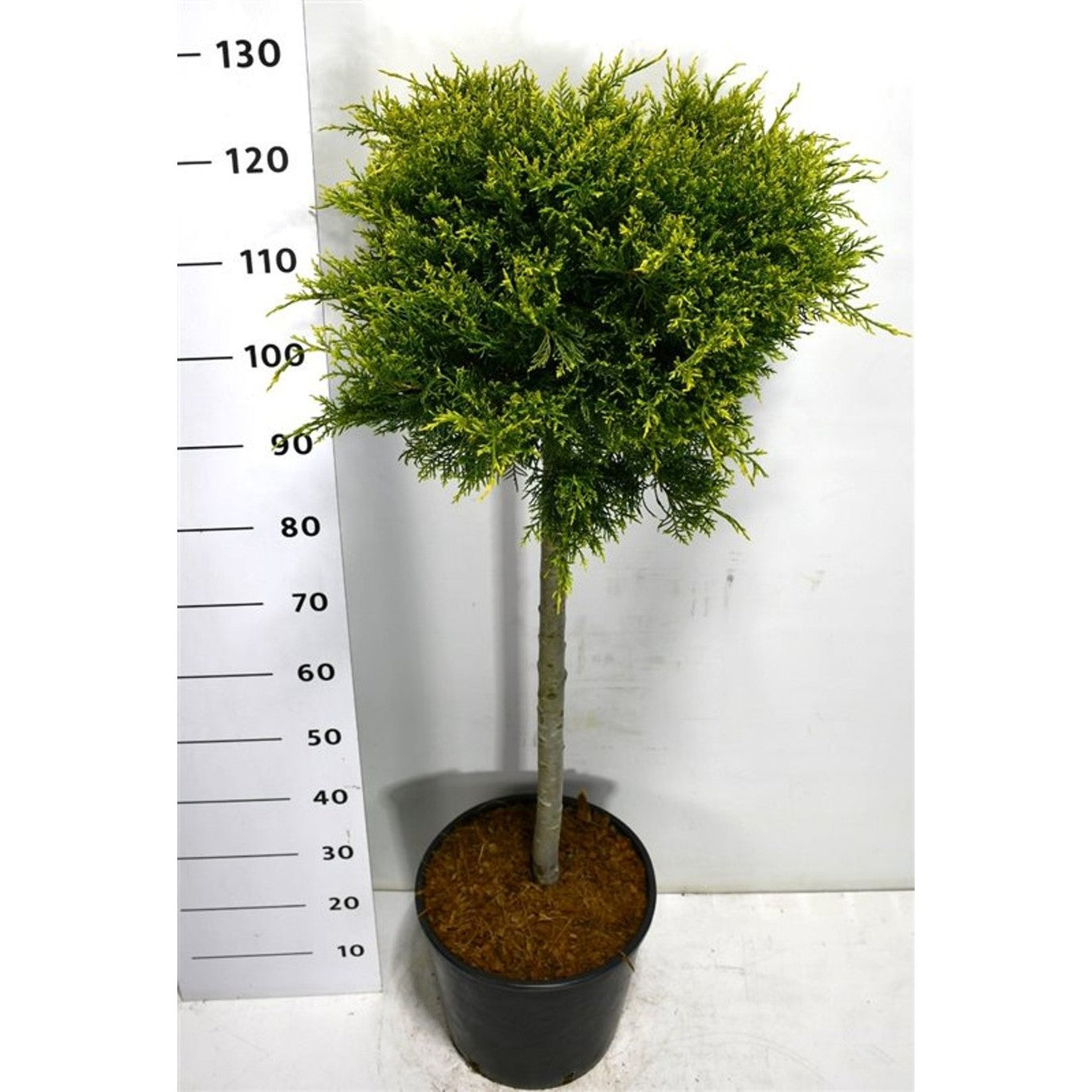 Pfitzer-en – Juniperus pfitzeriana 'Old Gold' - 70 CM Stem C20